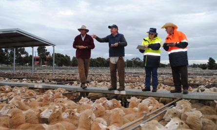 Image from Livestock Marketing Centre